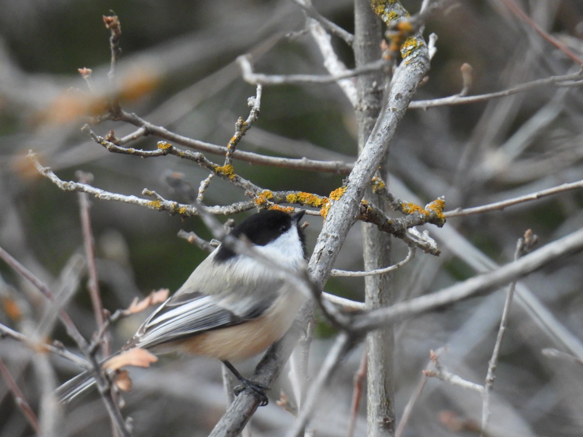 Black-capped Chickadee - ML647338397