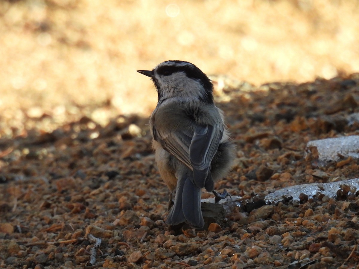 Mountain Chickadee (Rocky Mts.) - ML647338403