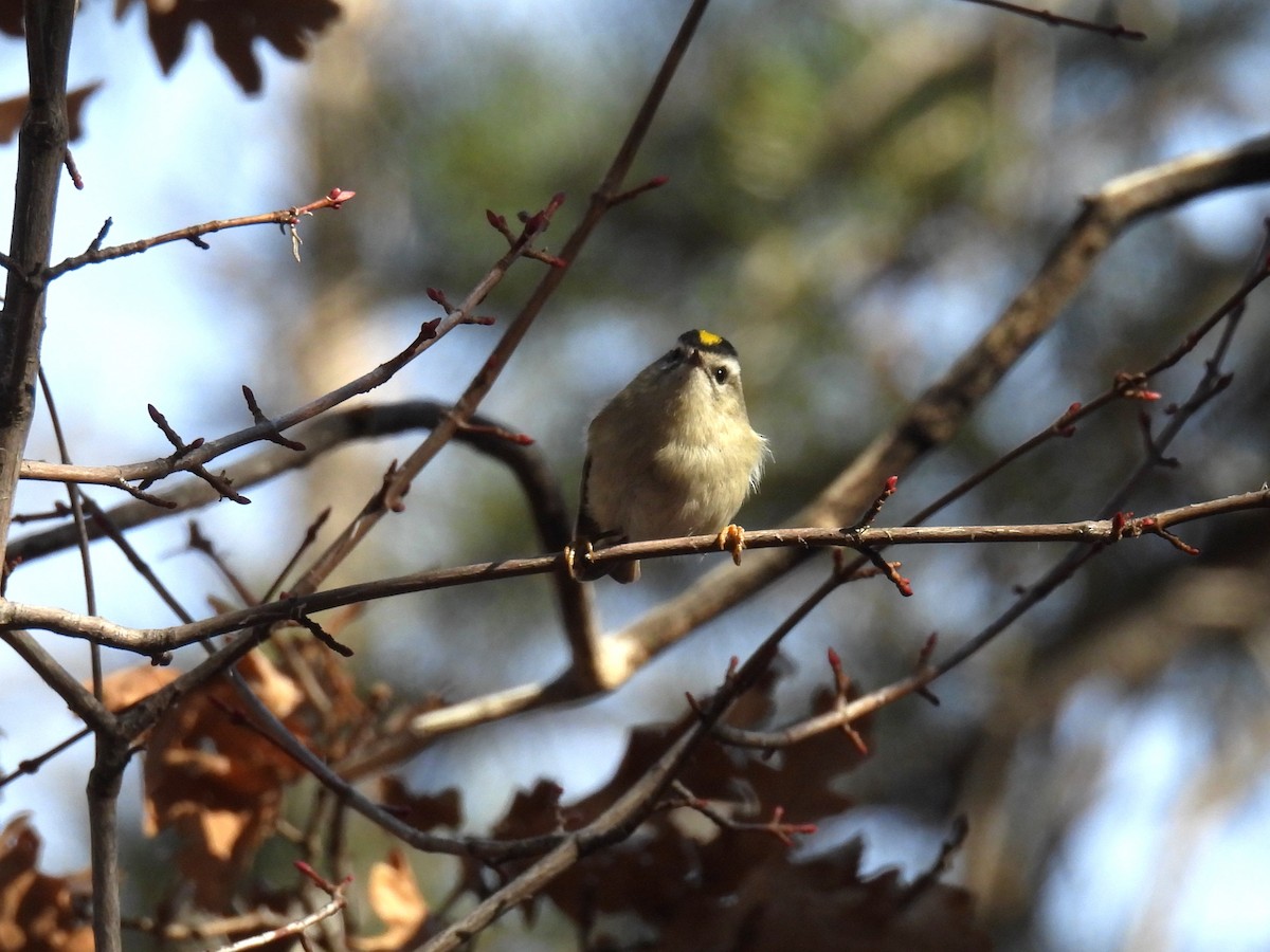 Golden-crowned Kinglet - ML647338420