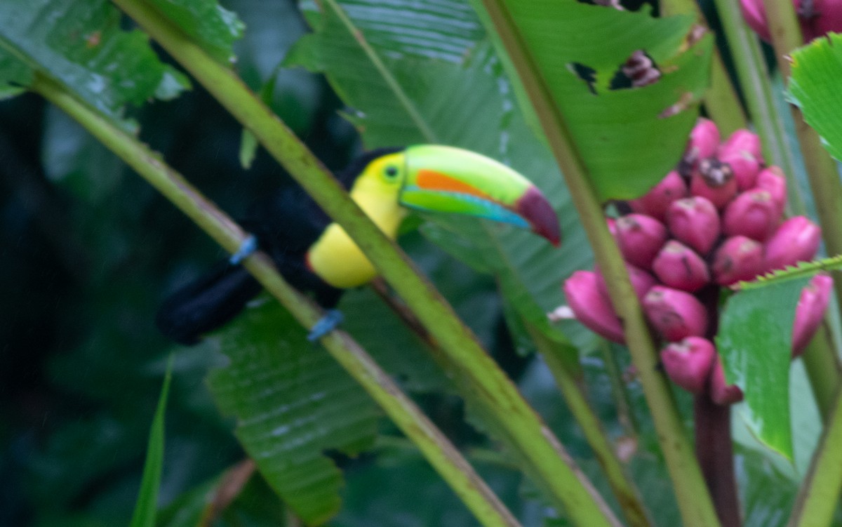 Keel-billed Toucan - ML647338421