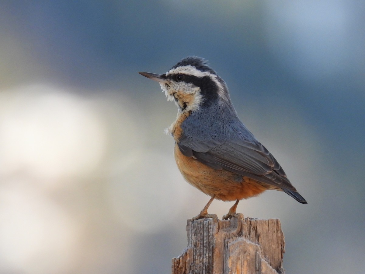 Red-breasted Nuthatch - ML647338425