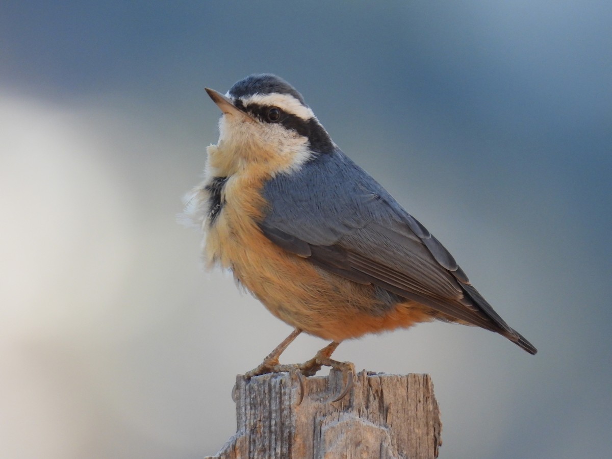 Red-breasted Nuthatch - ML647338426