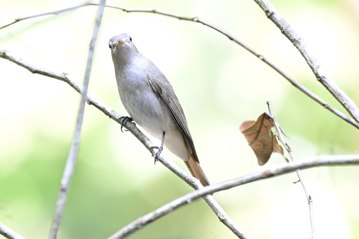 Rusty-tailed Flycatcher - ML647338449