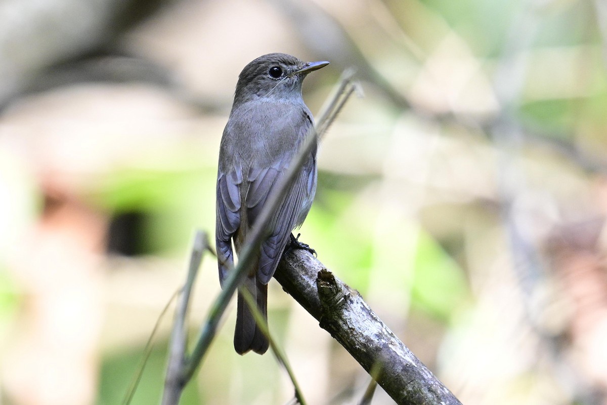 Rusty-tailed Flycatcher - ML647338450