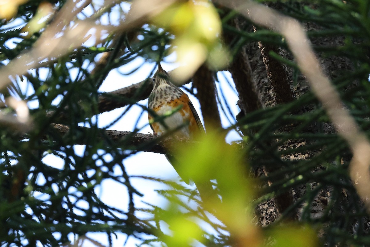 Gray-backed Thrush - ML647338454