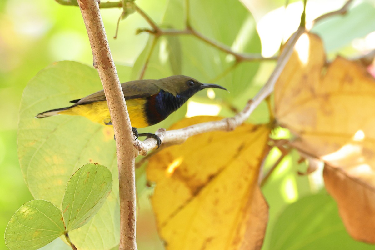 Ornate Sunbird - ML647338457