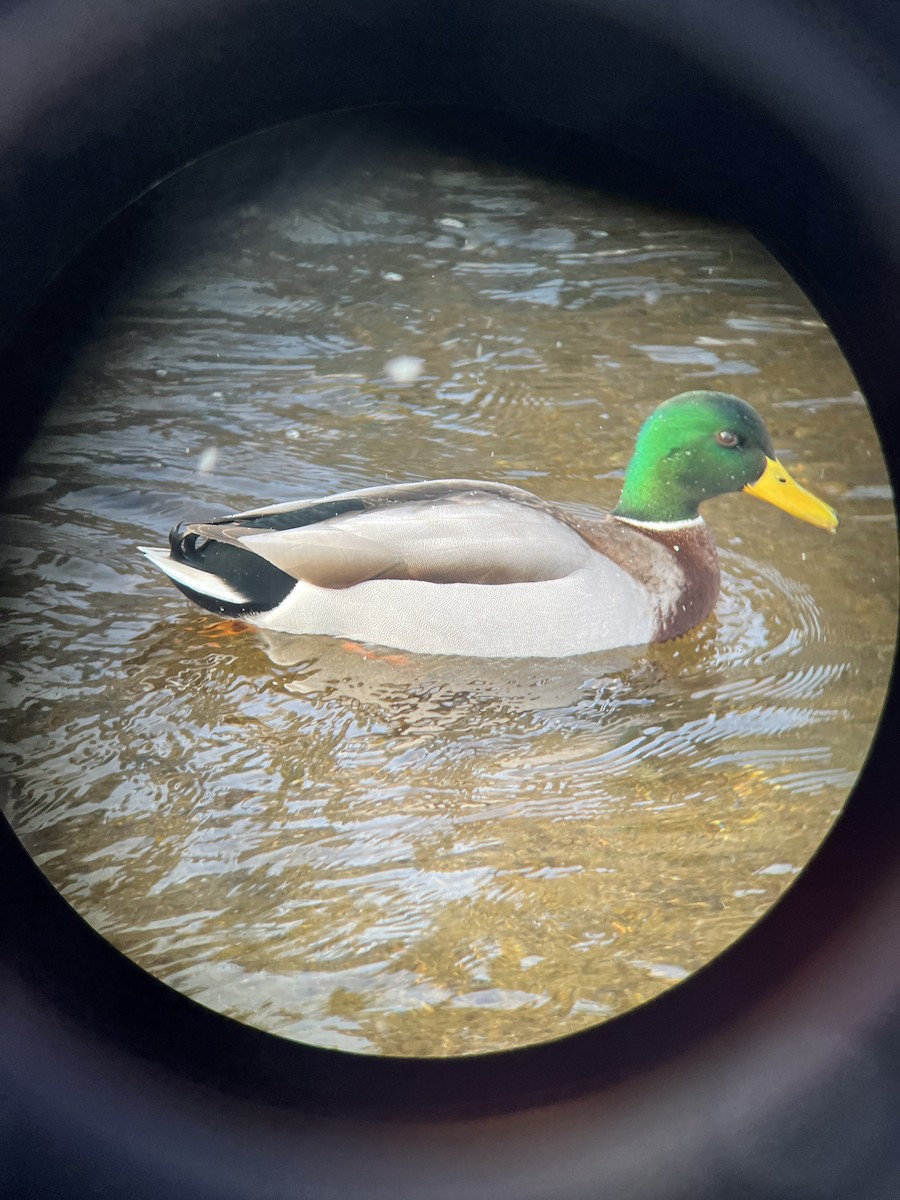 Mallard - ML647338474