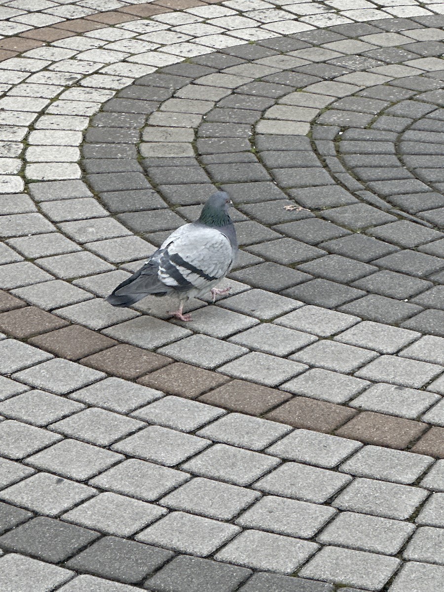 Rock Pigeon (Feral Pigeon) - ML647338476