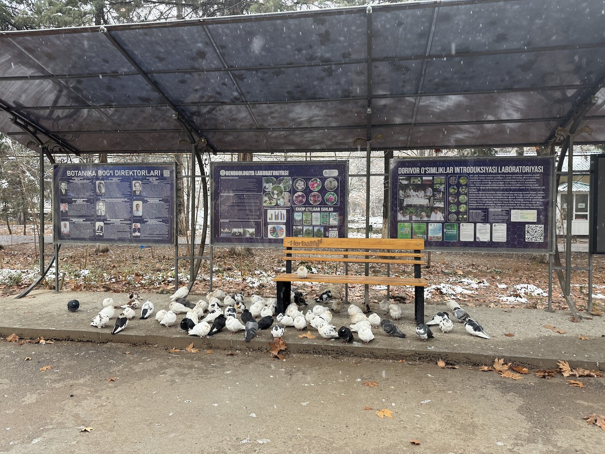 יונת בית - ML647338490