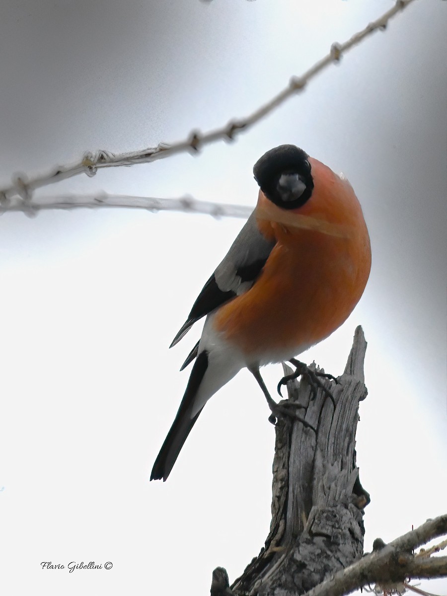 אדמון מובהק - ML647338493