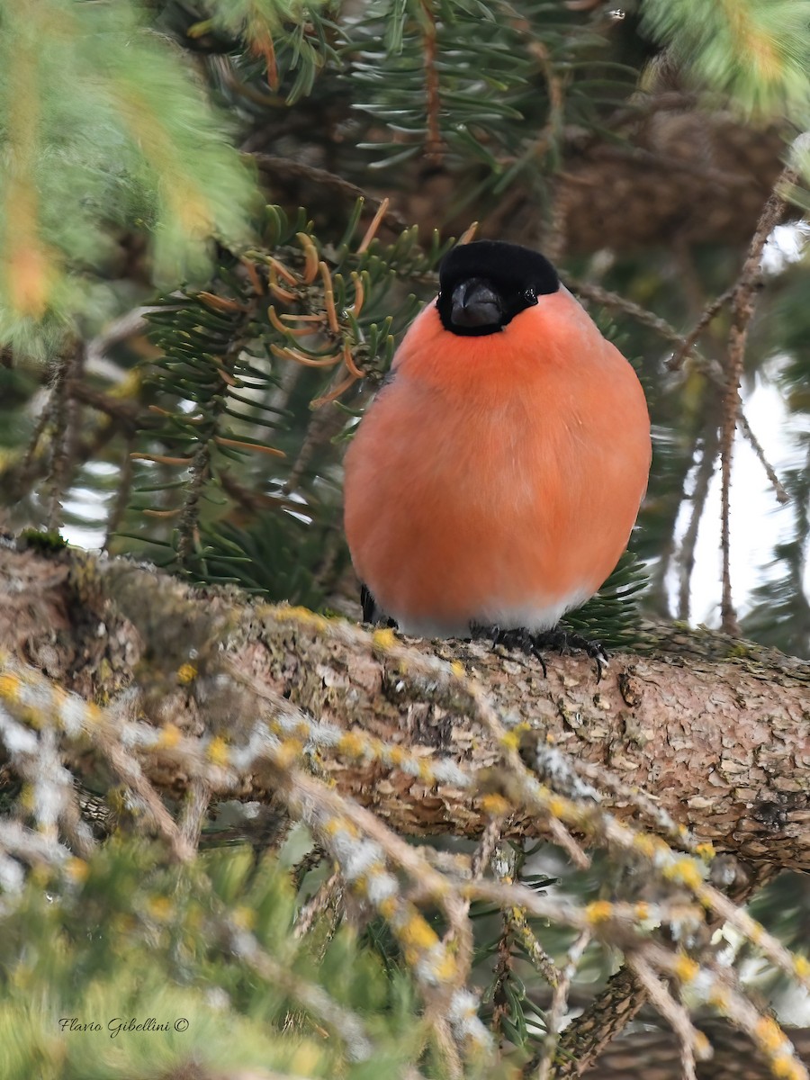אדמון מובהק - ML647338494