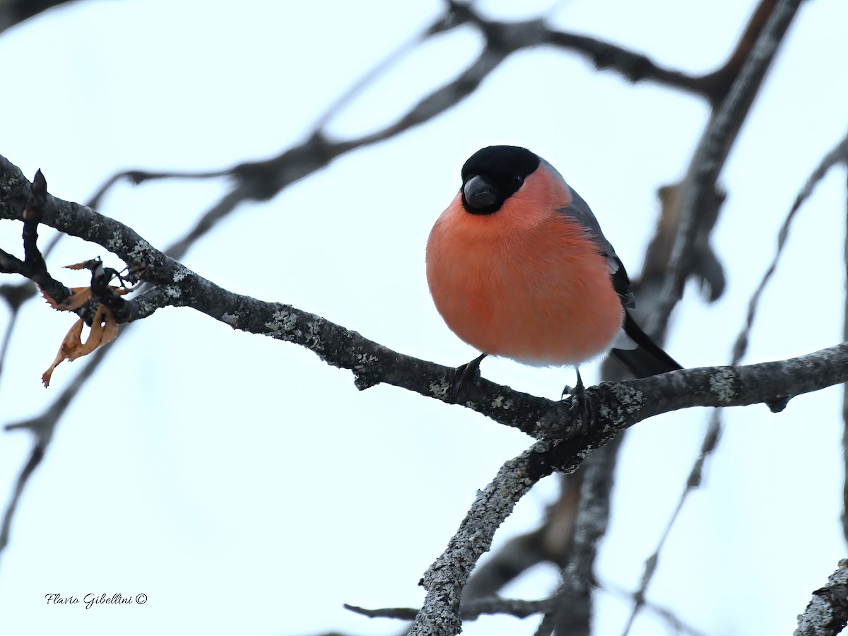 אדמון מובהק - ML647338495