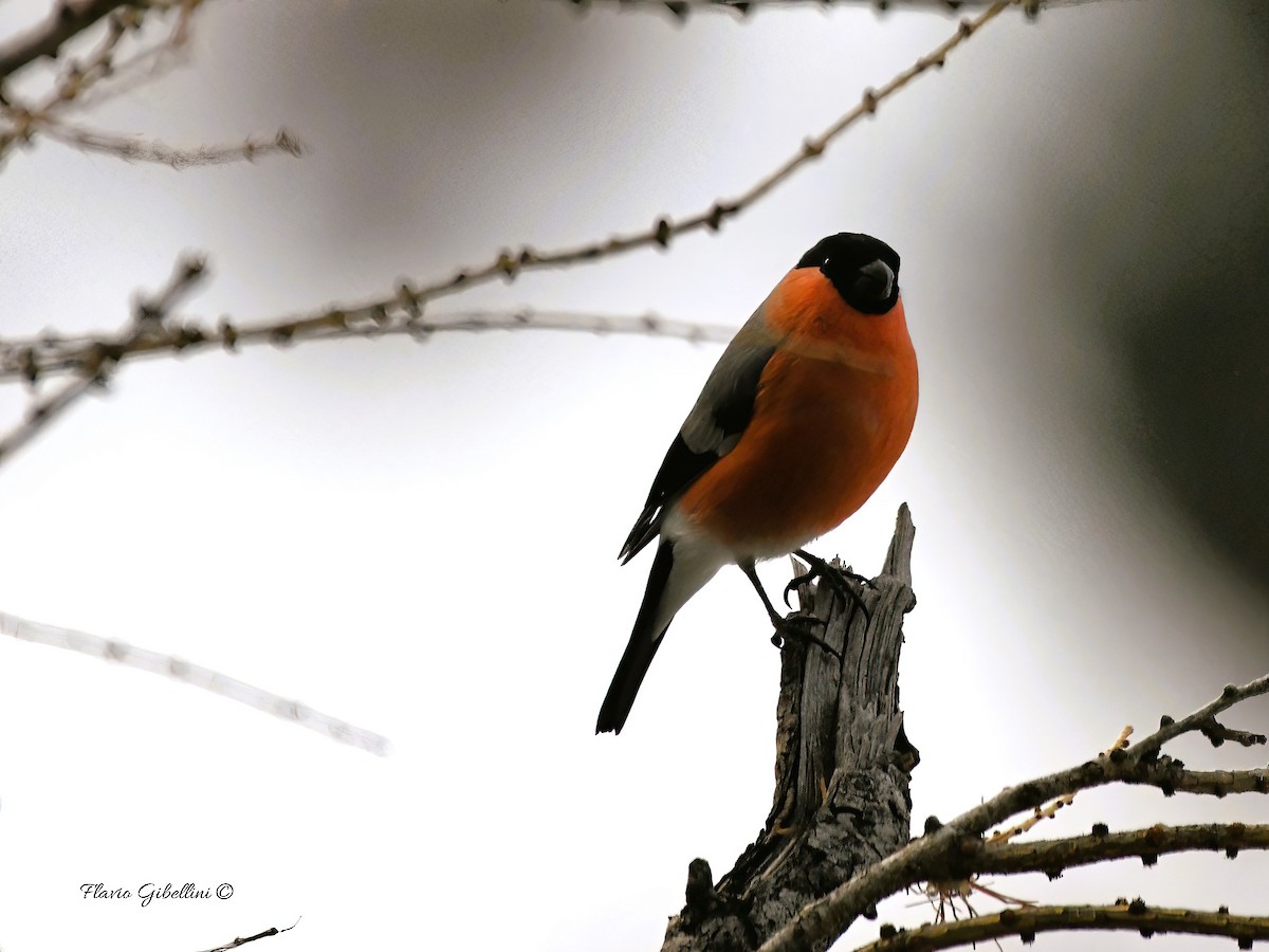 אדמון מובהק - ML647338496