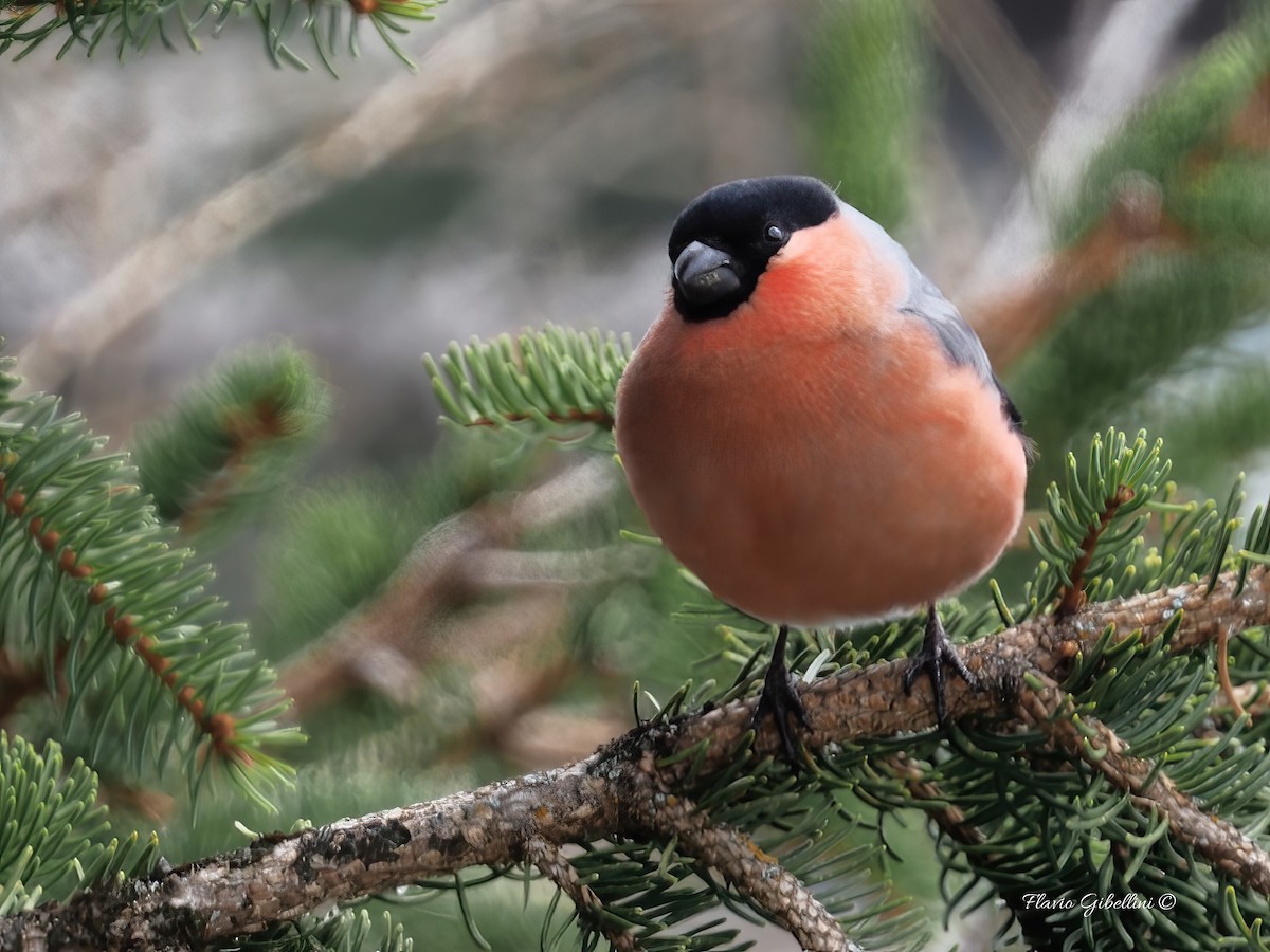 אדמון מובהק - ML647338497