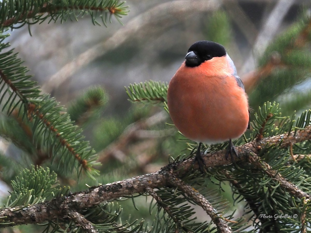 אדמון מובהק - ML647338498