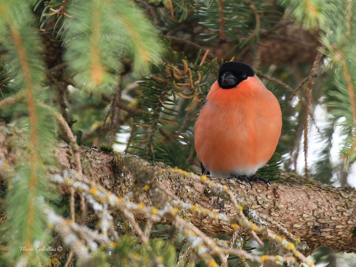 אדמון מובהק - ML647338499