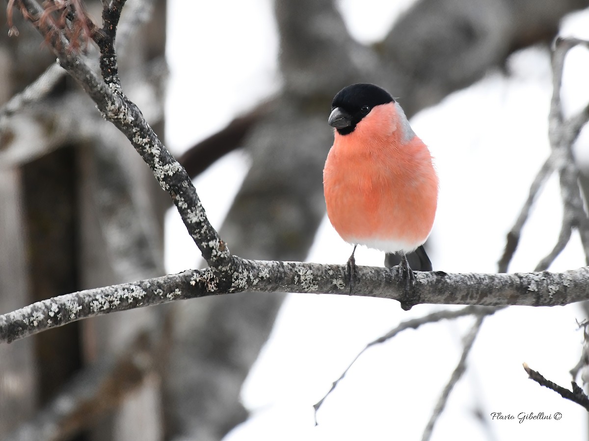 אדמון מובהק - ML647338500