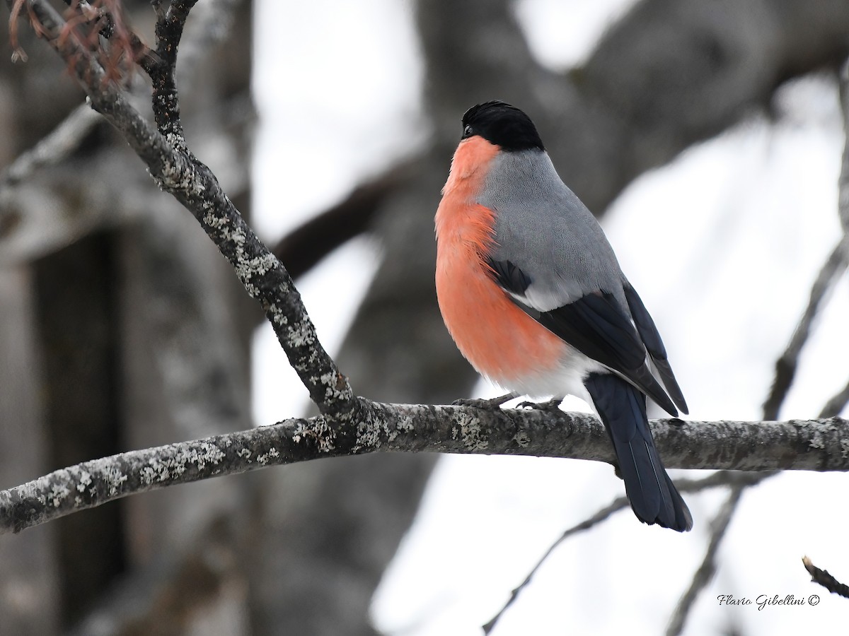 אדמון מובהק - ML647338501