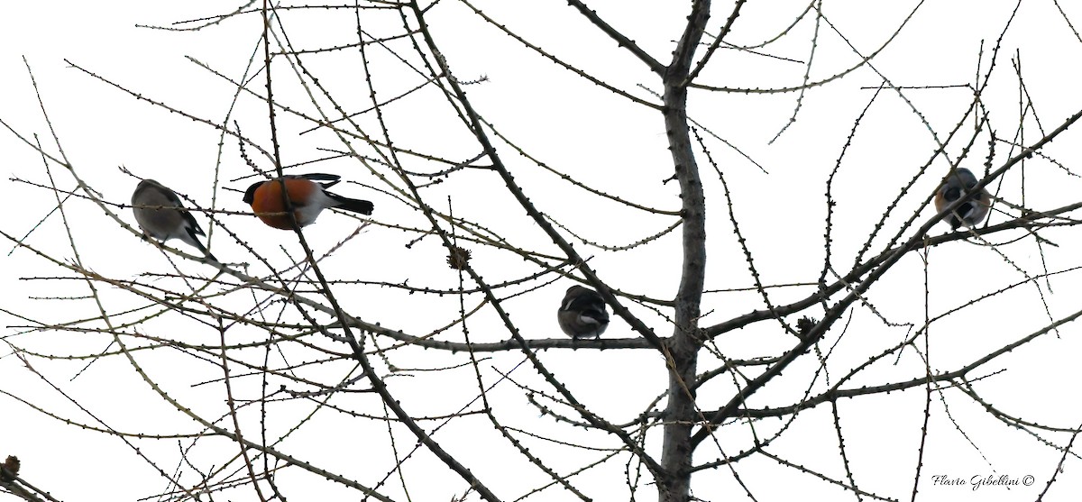 אדמון מובהק - ML647338502