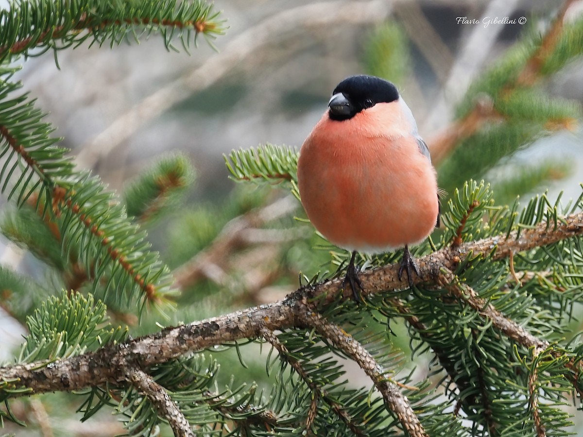 אדמון מובהק - ML647338503