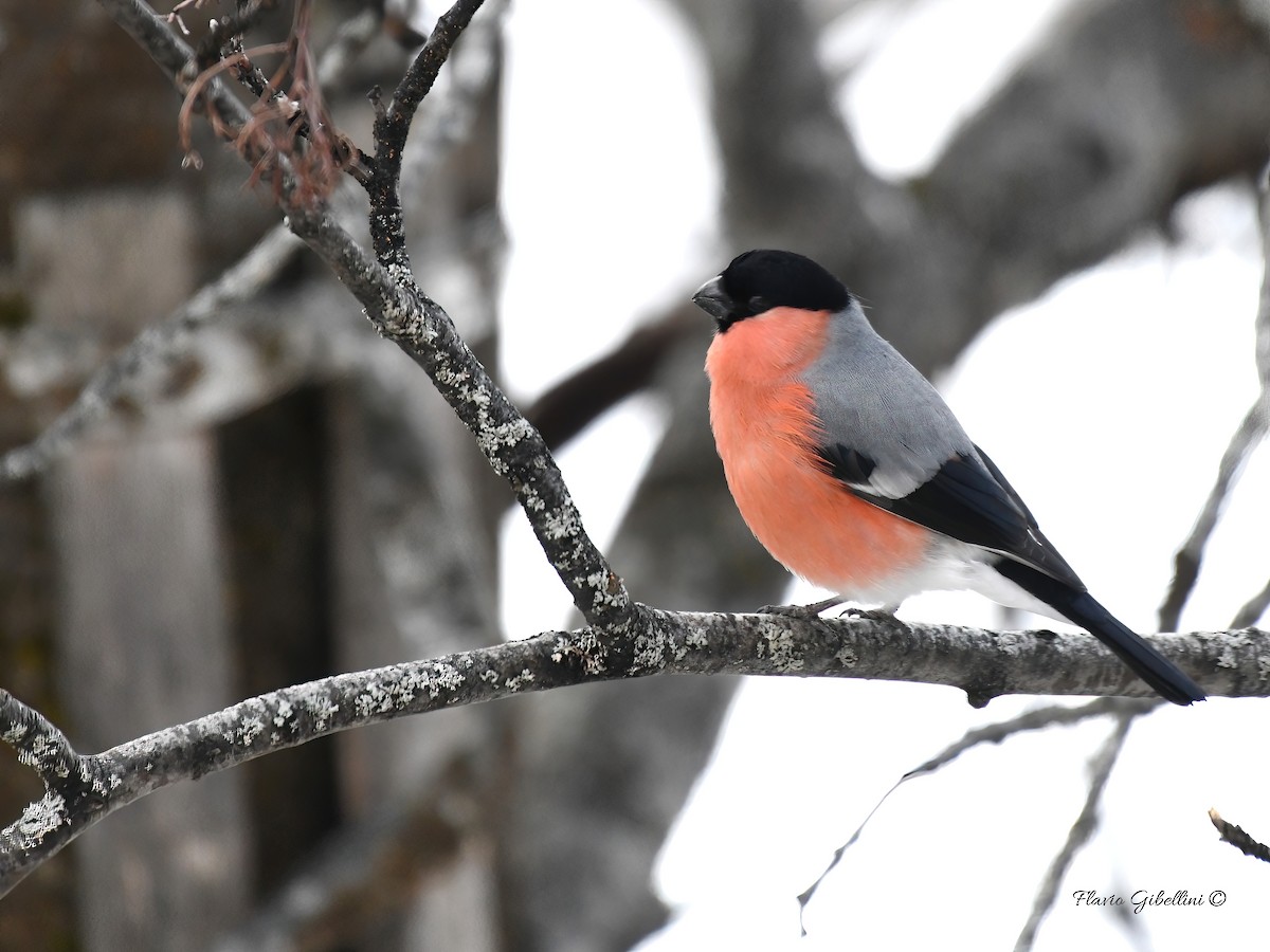 אדמון מובהק - ML647338504