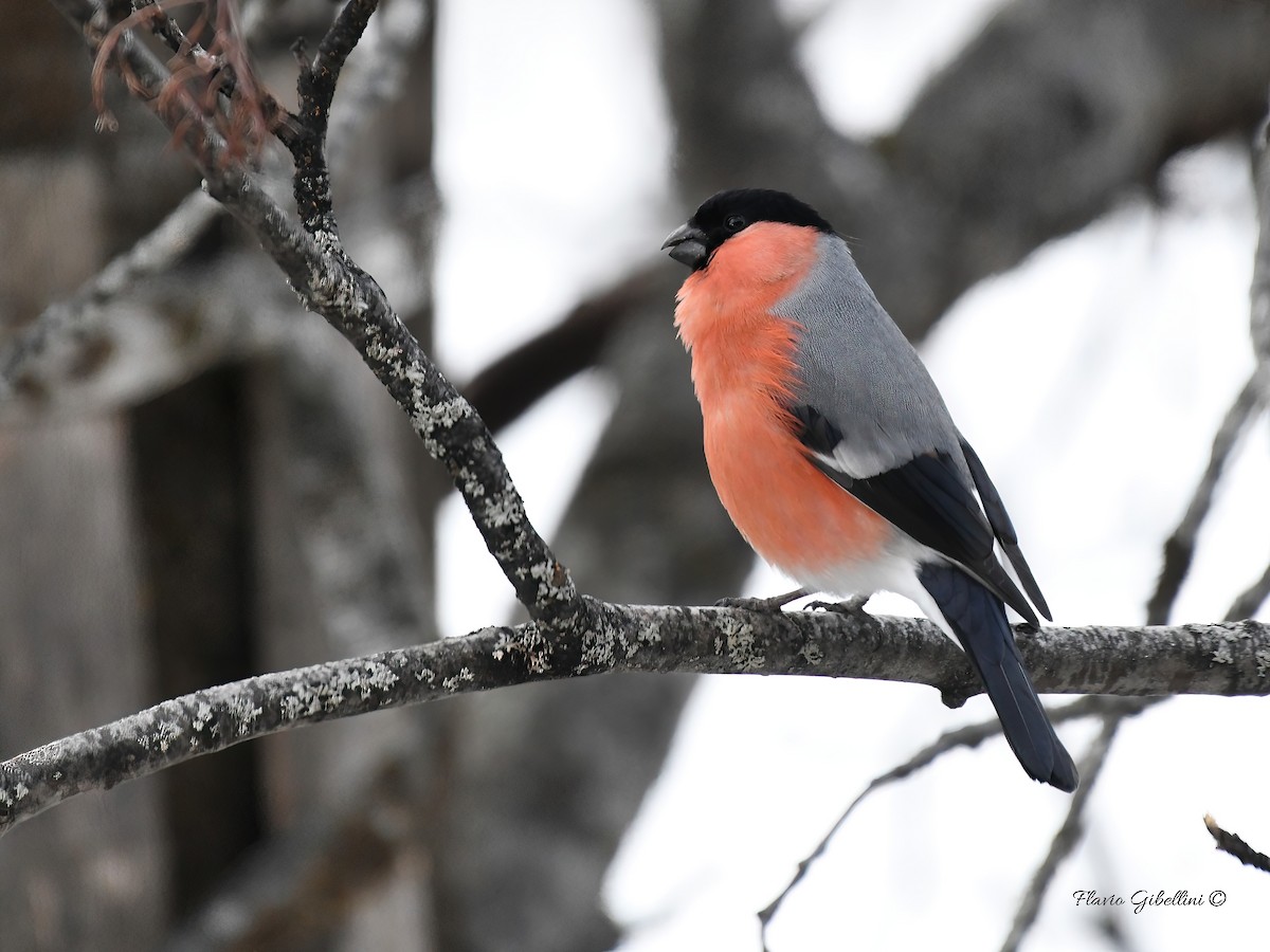 אדמון מובהק - ML647338505