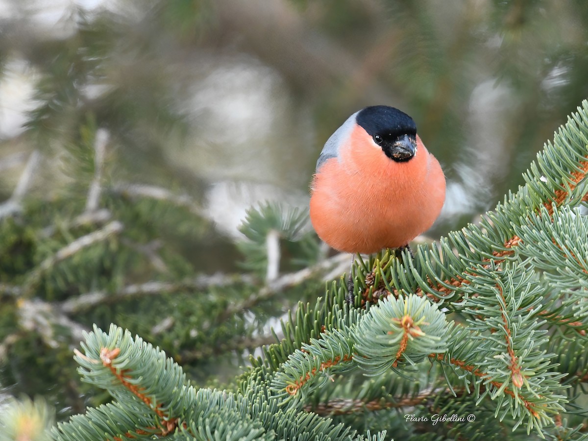 אדמון מובהק - ML647338506