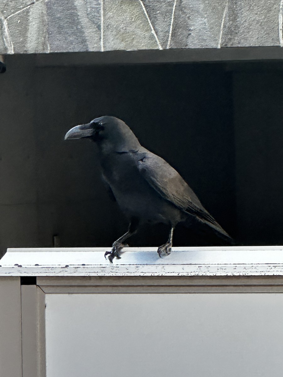 Large-billed Crow - ML647338512