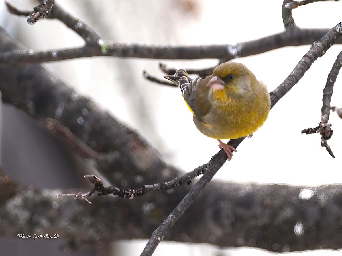 ירקון - ML647338525