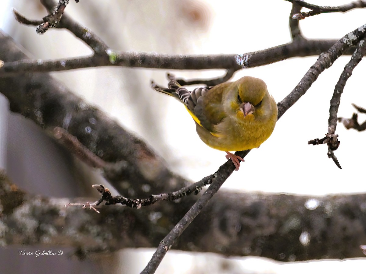 ירקון - ML647338526
