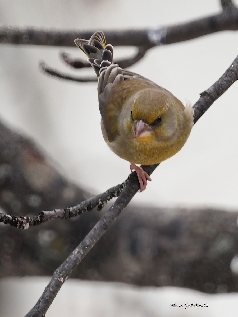 ירקון - ML647338527