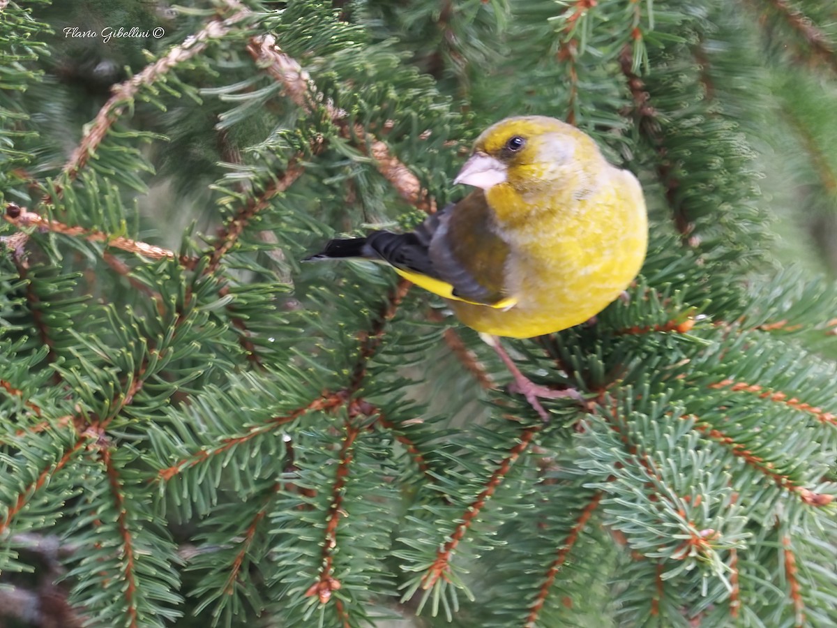 ירקון - ML647338528