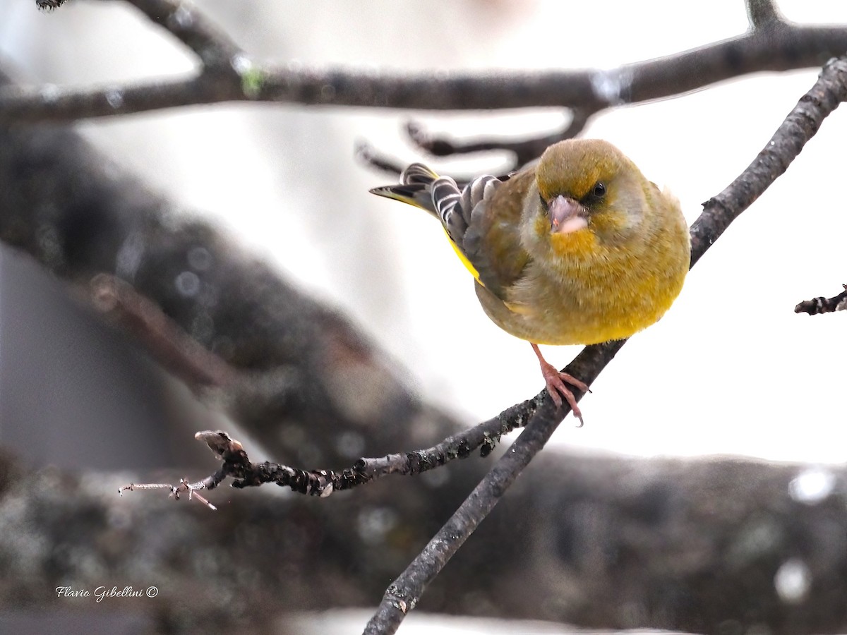 ירקון - ML647338529