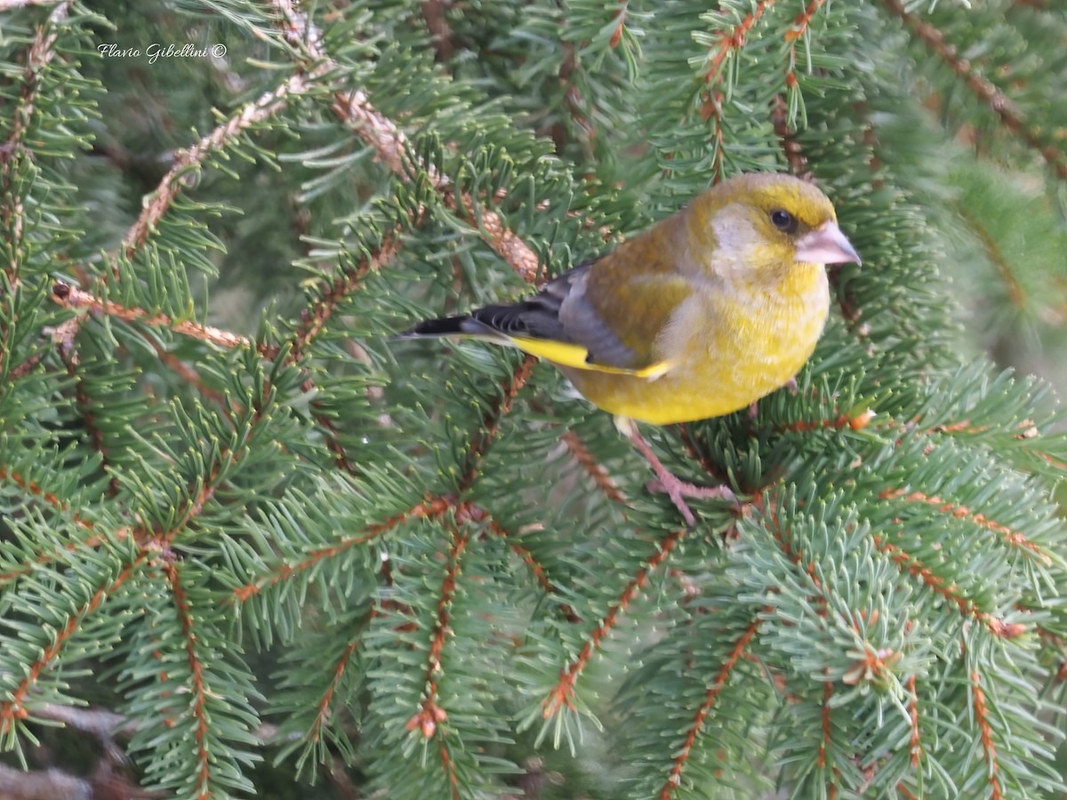 ירקון - ML647338530