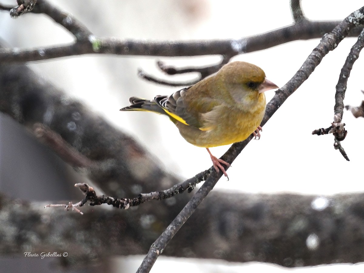 ירקון - ML647338531