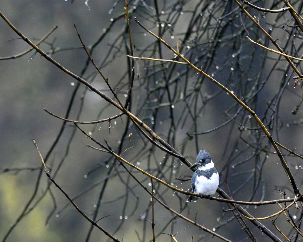 שלדג אמריקני - ML647338533