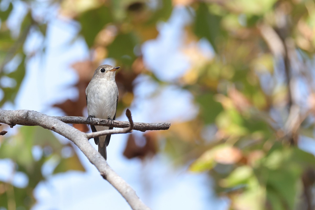 חטפית סיבירית - ML647338534
