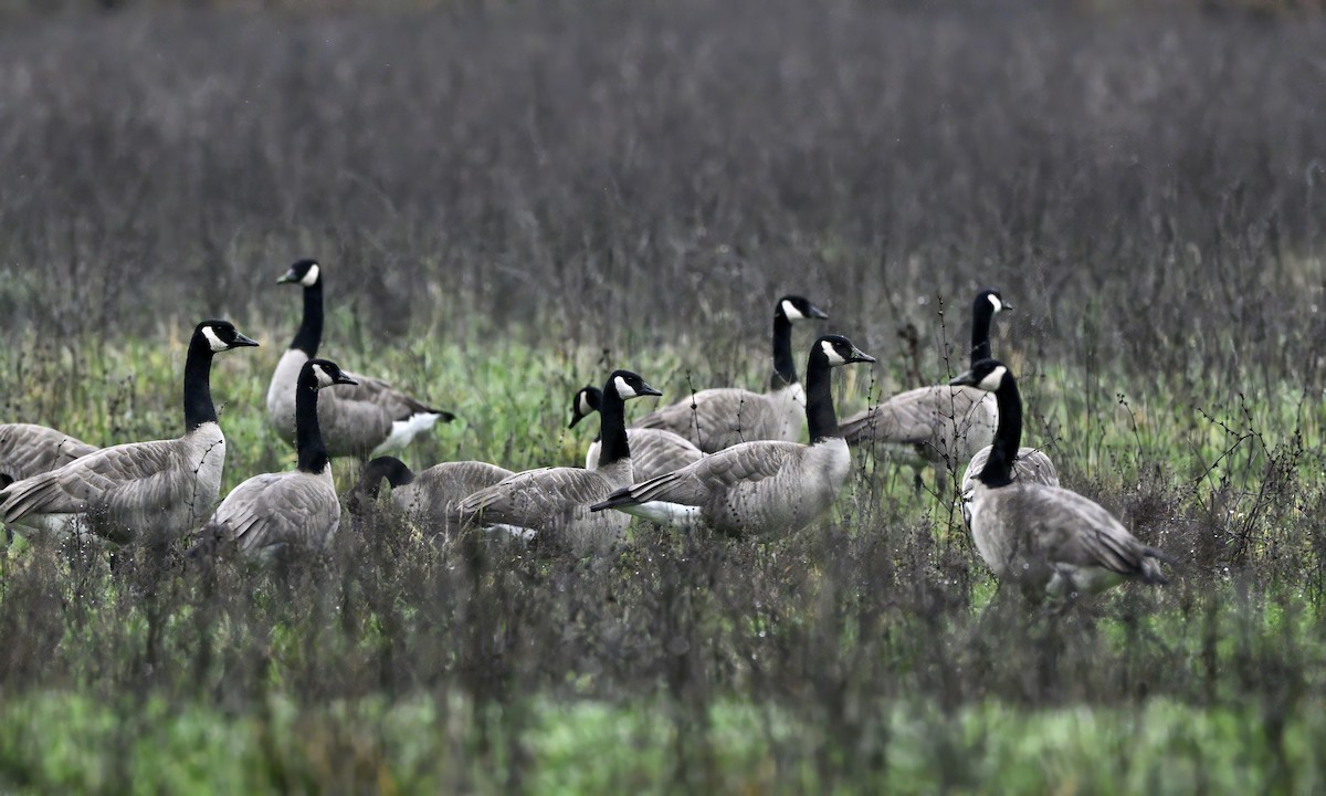 Canada Goose - ML647338536