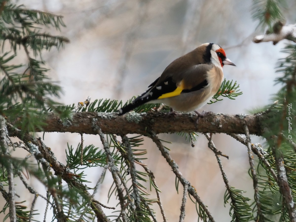 חוחית - ML647338538