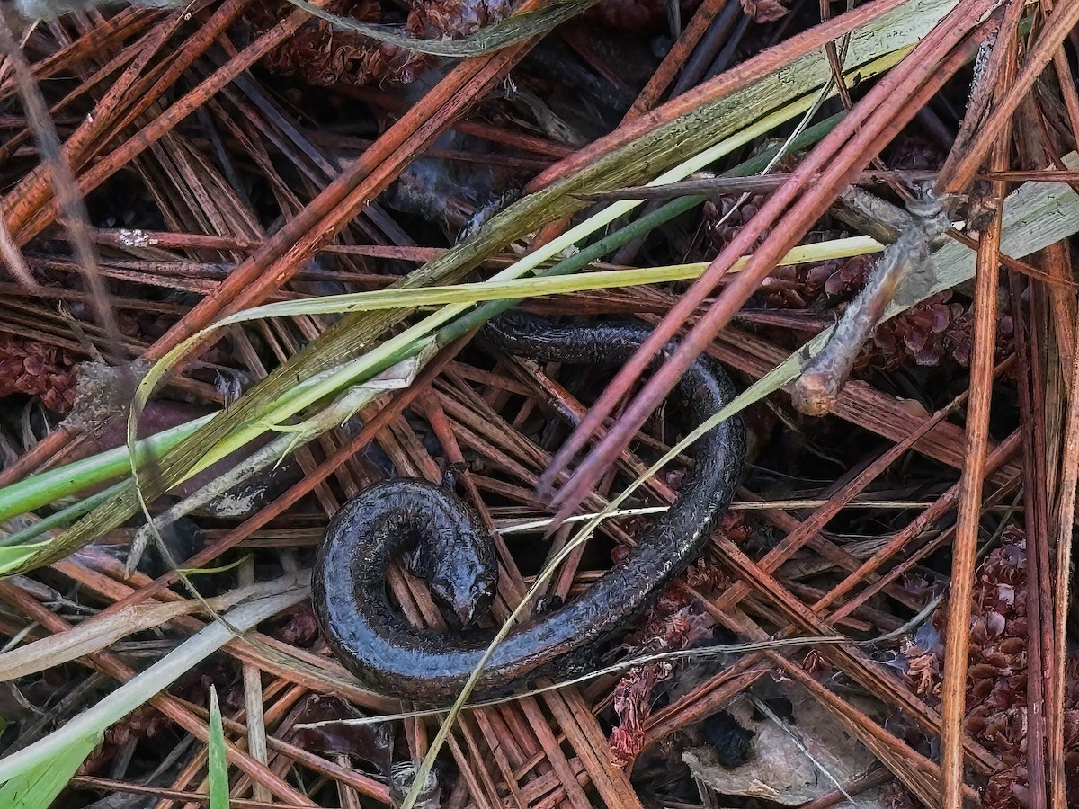 Batrachoseps à ventre noir - ML647338548