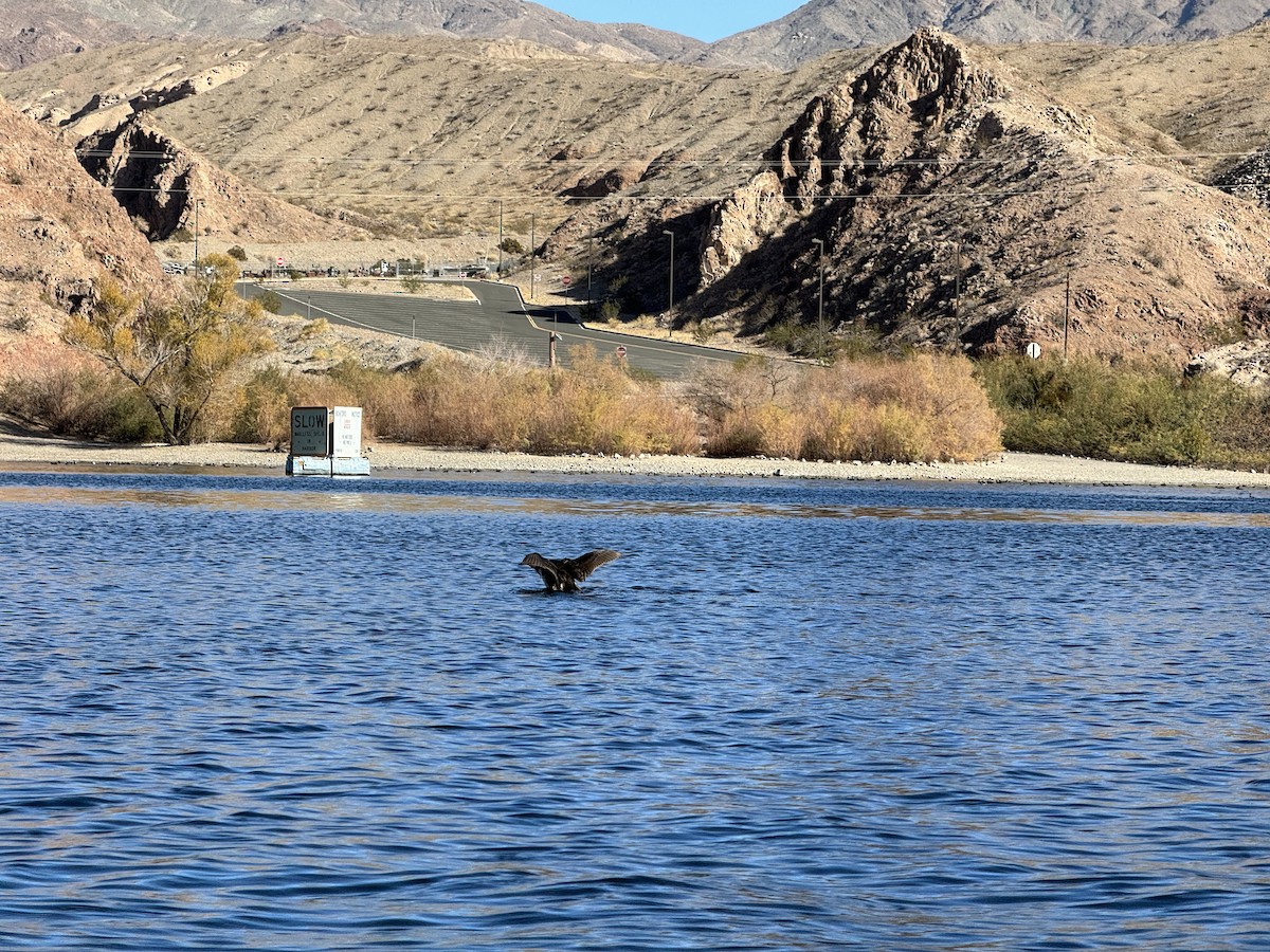Ruddy Duck - ML647338550