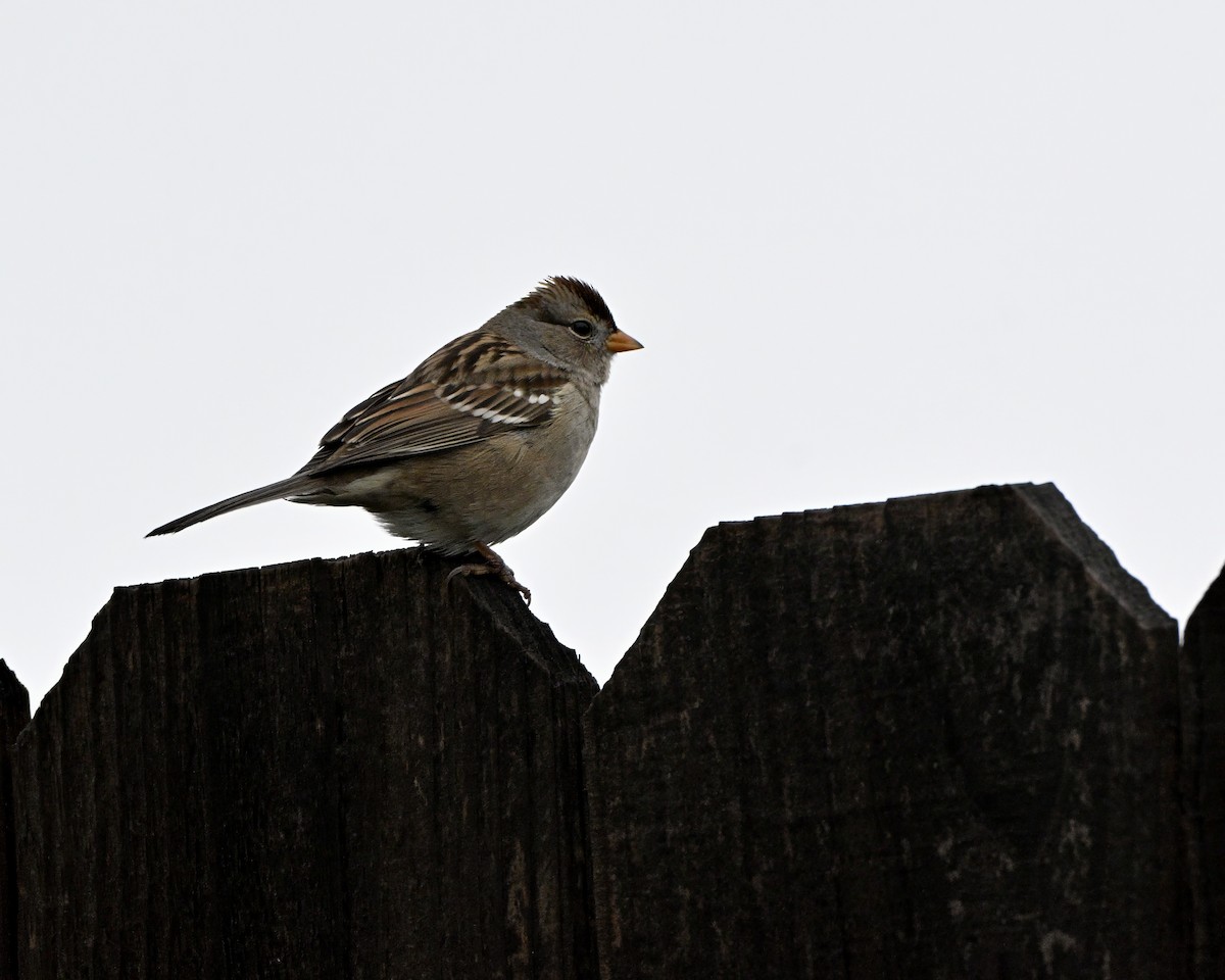 Porsuk Serçesi - ML647338560