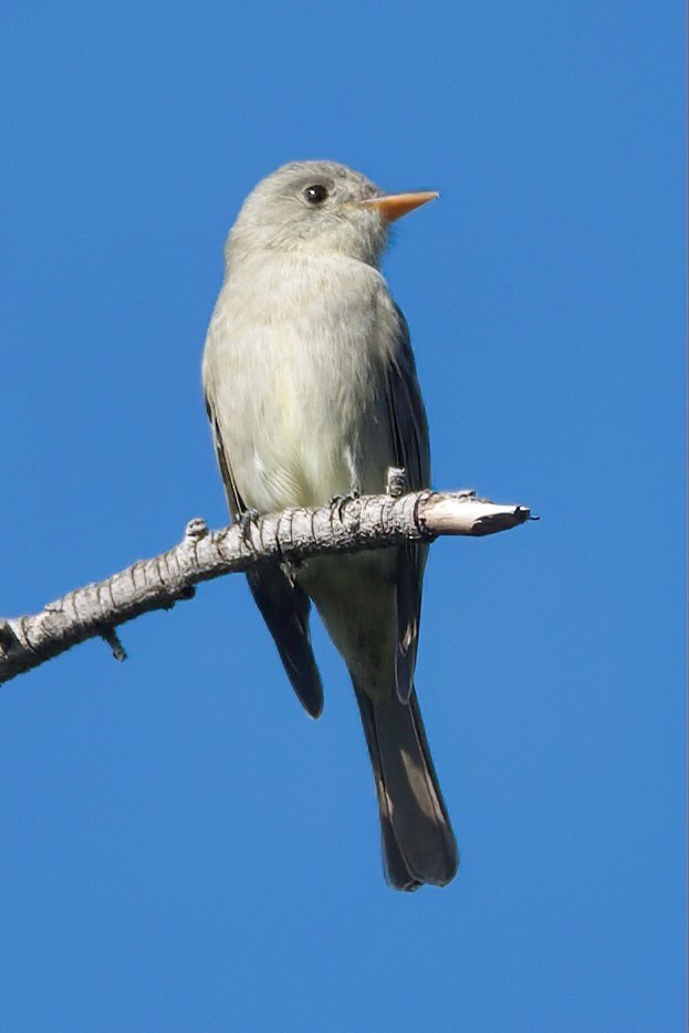 Moucherolle de Coues - ML647338566