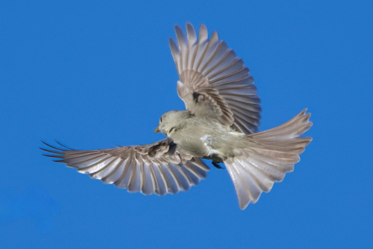 Moucherolle de Coues - ML647338567