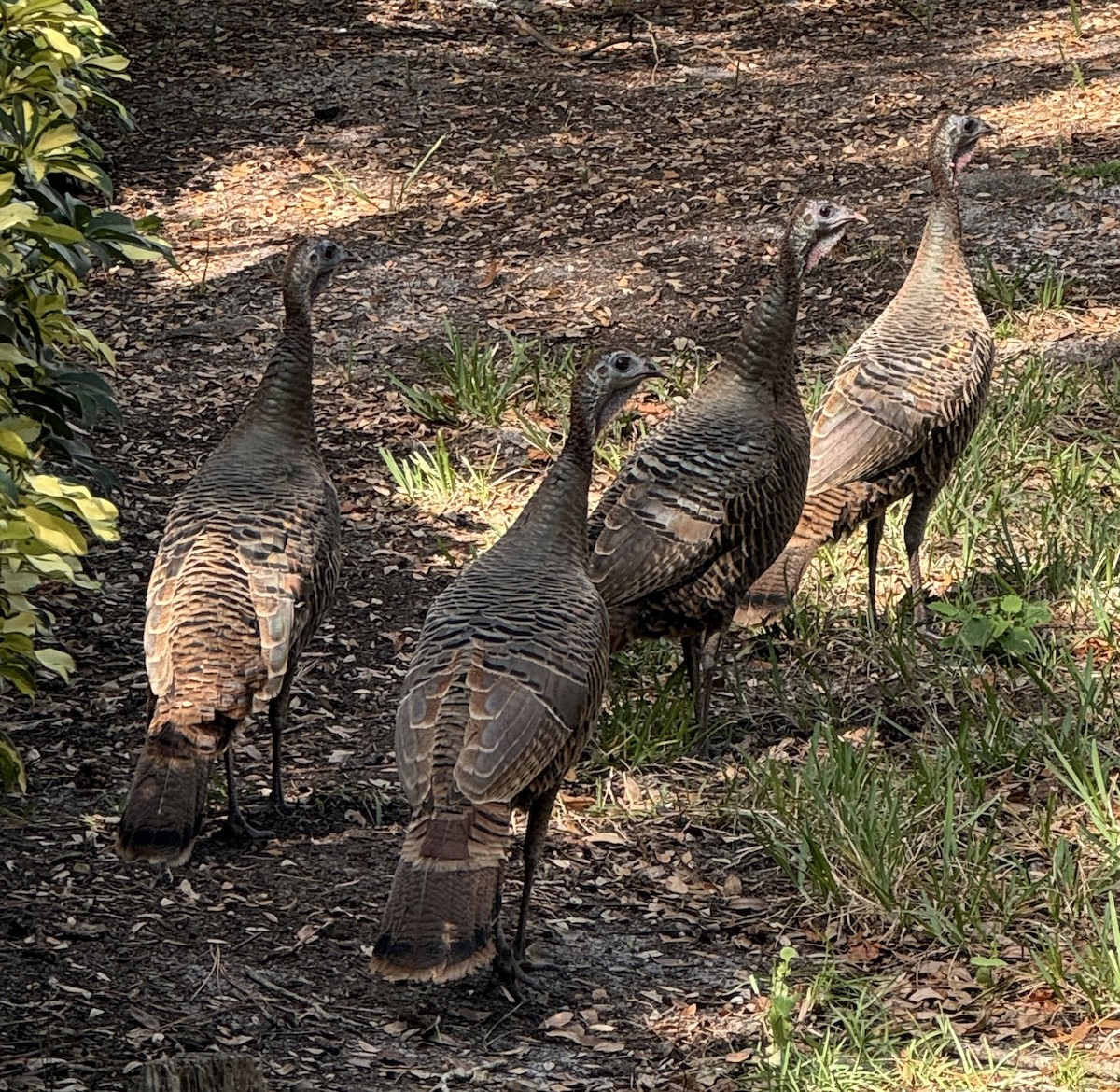 Wild Turkey - ML647338570