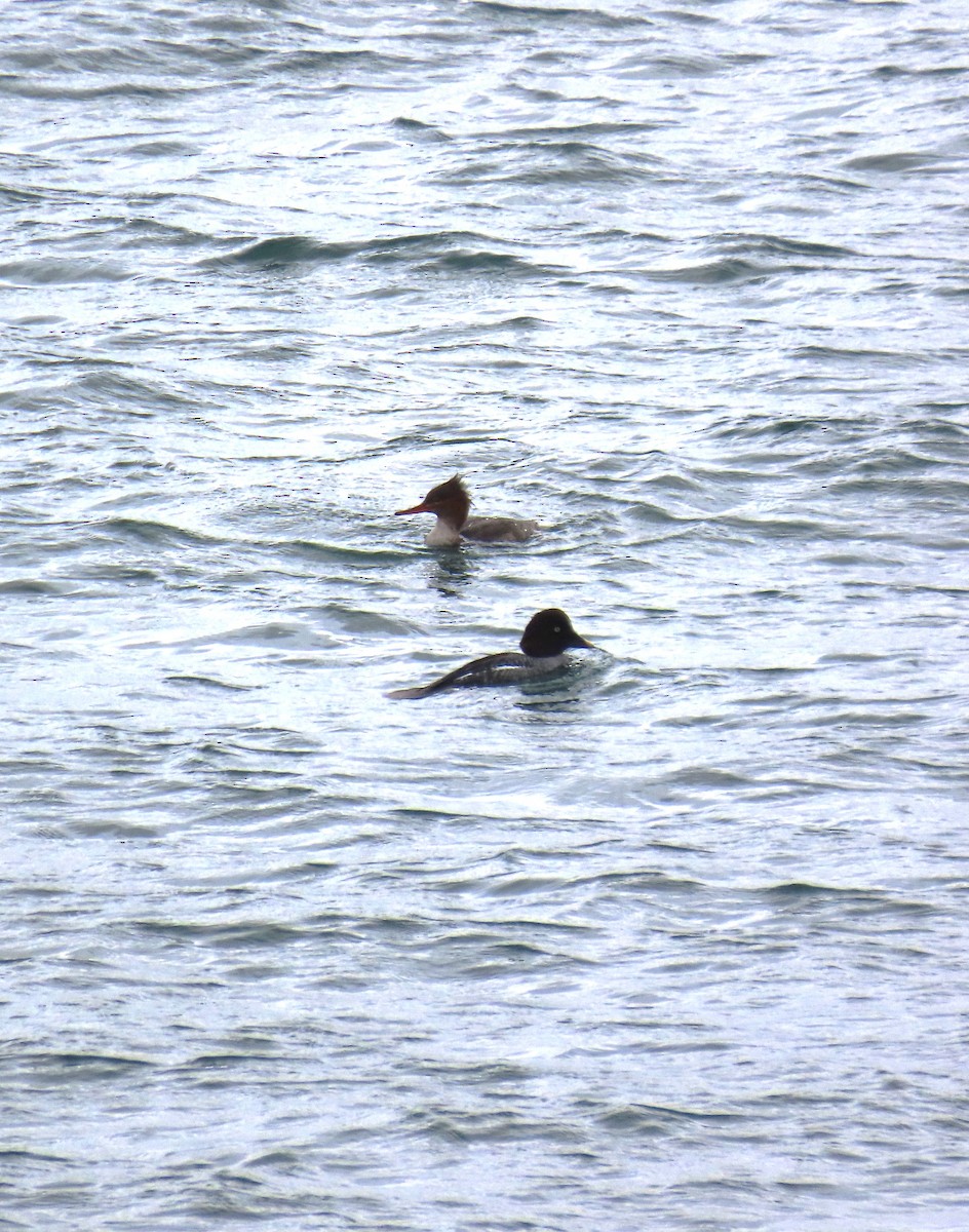 Tarakdiş - ML647338573