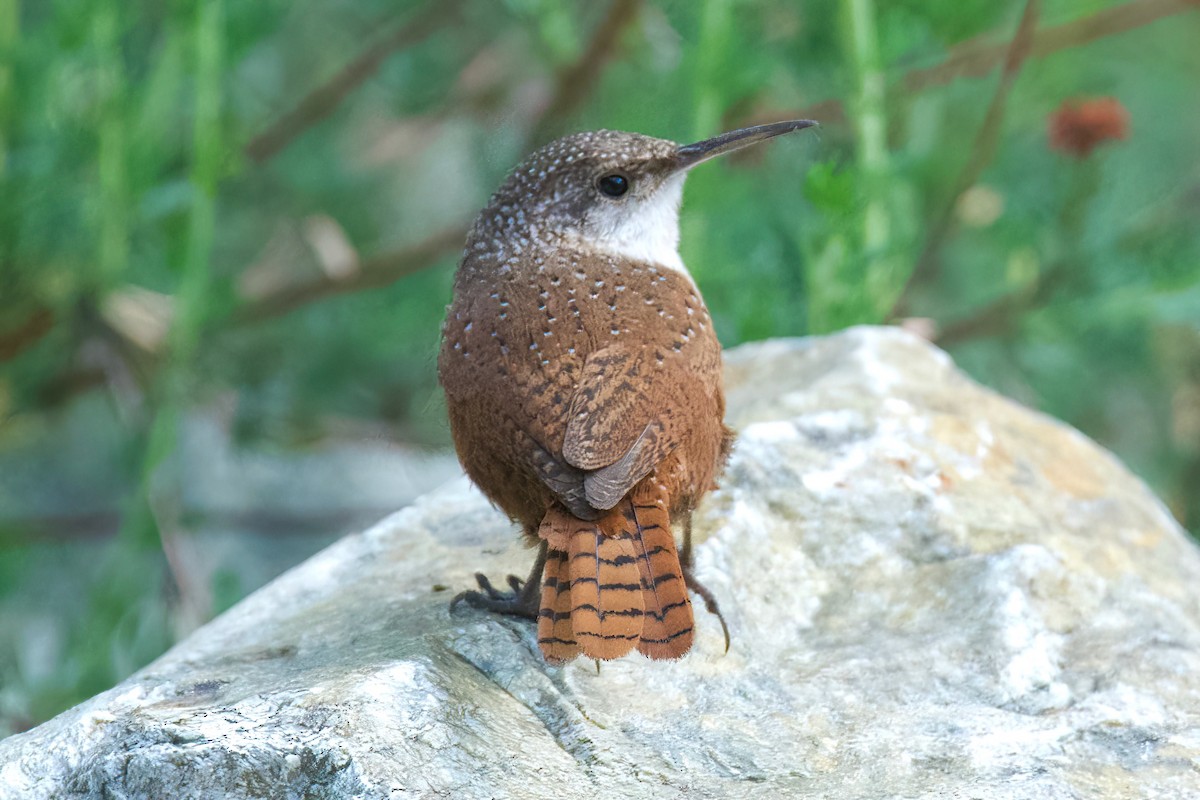 Troglodyte des canyons - ML647338574