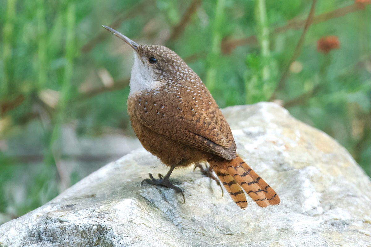 Troglodyte des canyons - ML647338575