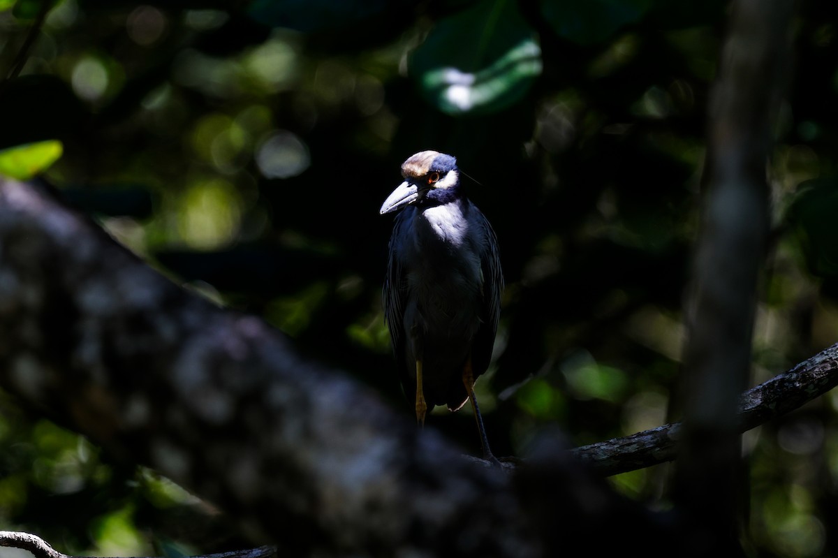 Yellow-crowned Night Heron - ML647338576