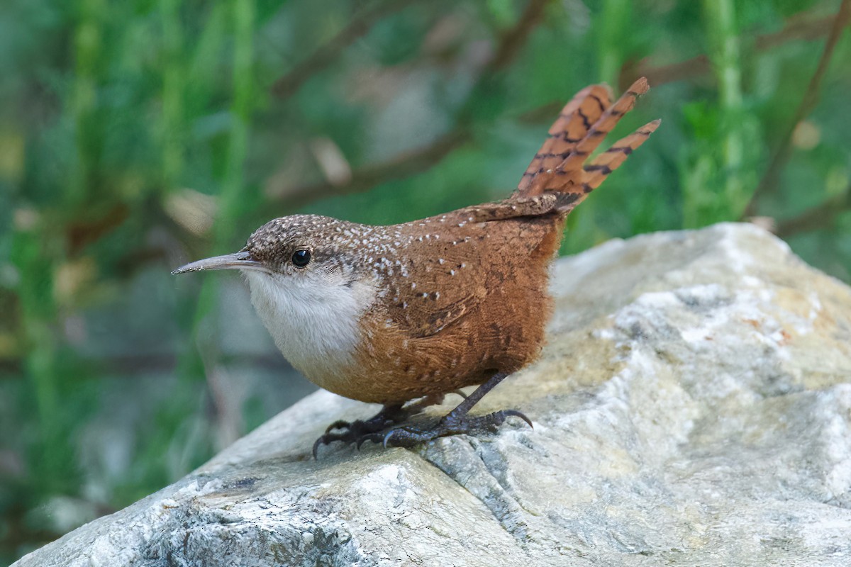 Troglodyte des canyons - ML647338578